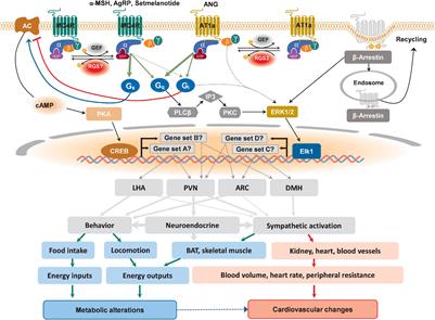 Frontiers Hypothalamic GPCR Signaling Pathways In Cardiometabolic Control